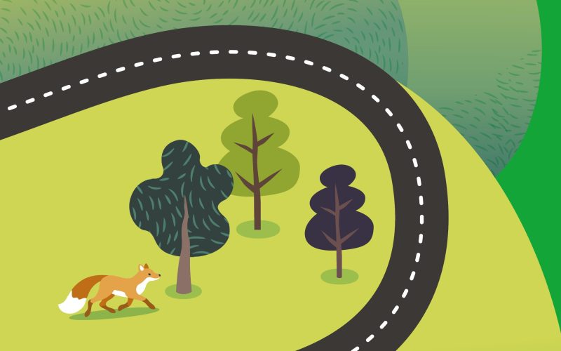 A road with trees and a fox nearby as part of the Summer By Bus campaign