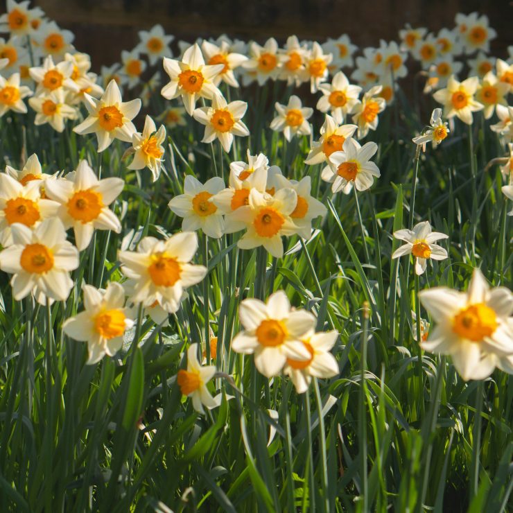 Daffodils in the springtime