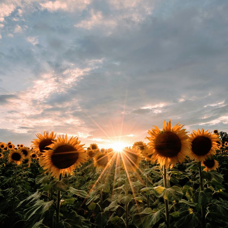 Sunflowers in a field - for schools Active Travel Calendar