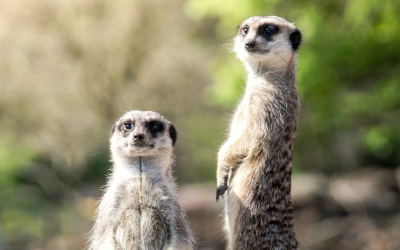 Two meerkats standing on a rock in a wildlife setting, both facing forward while keeping watch