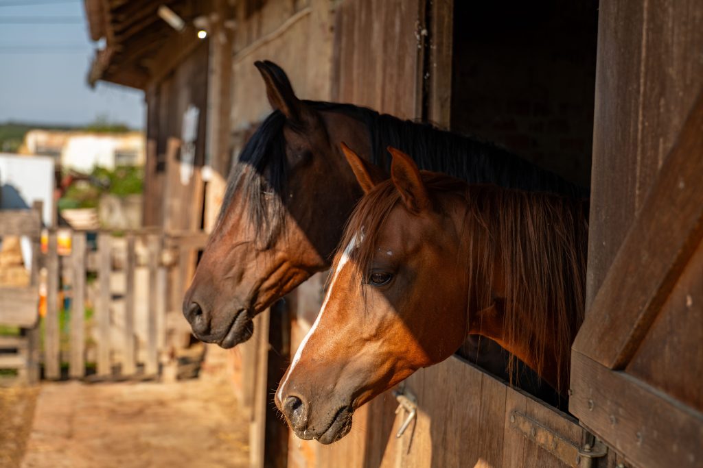 Two horses look out of the windows of their stables on a sunny day - for horse riding