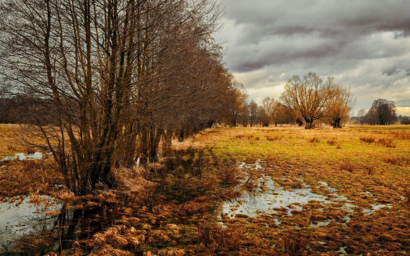 orange fields and trees that are flooded